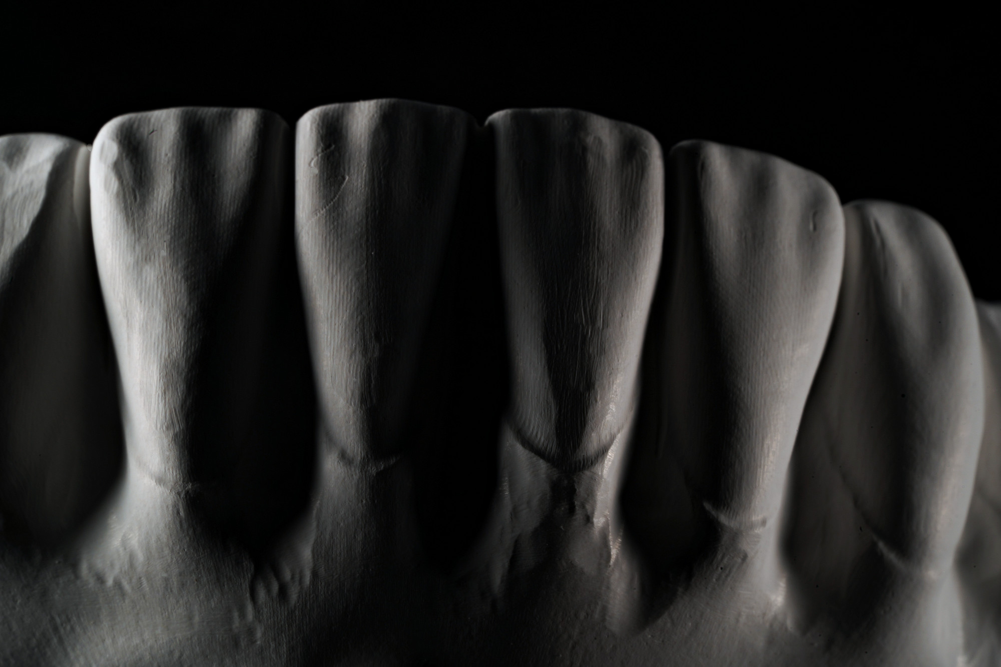 Modello in gesso illuminato di taglio, anatomia dei denti inferiori